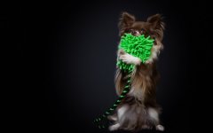 Desktop wallpaper. Dogs. ID:98517
