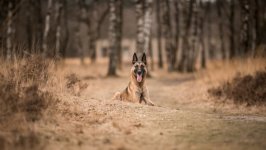 Desktop wallpaper. Dogs. ID:98564