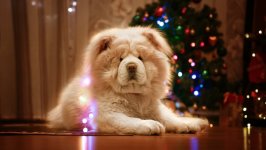 Desktop wallpaper. Dogs. ID:98607
