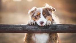 Desktop wallpaper. Dogs. ID:98730