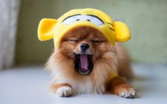 Desktop wallpaper. Dogs. ID:98857