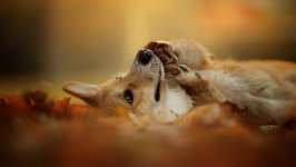 Desktop wallpaper. Dogs. ID:98894