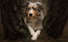 Desktop wallpaper. Dogs. ID:98902
