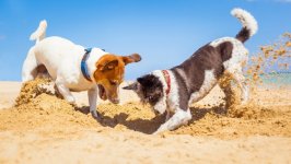 Desktop wallpaper. Dogs. ID:98950