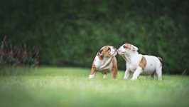Desktop wallpaper. Dogs. ID:98955