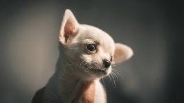 Desktop wallpaper. Dogs. ID:98956
