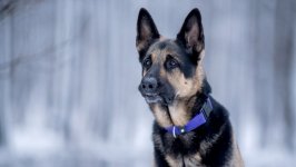 Desktop wallpaper. Dogs. ID:99150