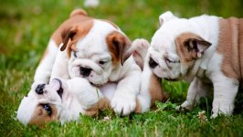 Desktop wallpaper. Dogs. ID:99159
