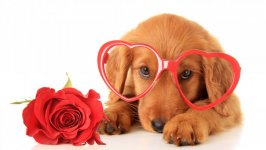 Desktop wallpaper. Dogs. ID:99160