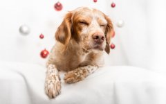 Desktop wallpaper. Dogs. ID:99474