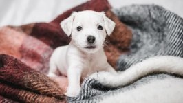 Desktop wallpaper. Dogs. ID:99476