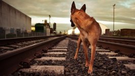 Desktop wallpaper. Dogs. ID:99583