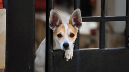 Desktop wallpaper. Dogs. ID:99587