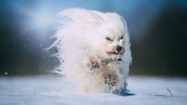 Desktop wallpaper. Dogs. ID:99646