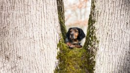Desktop wallpaper. Dogs. ID:99759