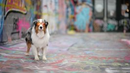 Desktop wallpaper. Dogs. ID:99762