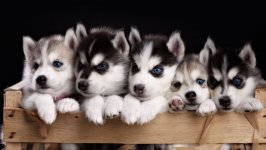 Desktop wallpaper. Dogs. ID:99765