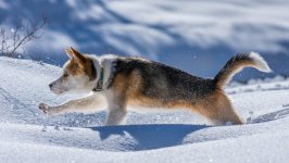 Desktop wallpaper. Dogs. ID:99874