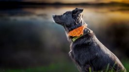Desktop wallpaper. Dogs. ID:99914