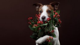 Desktop wallpaper. Dogs. ID:99916