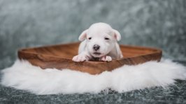 Desktop wallpaper. Dogs. ID:99928