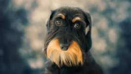 Desktop wallpaper. Dogs. ID:99988