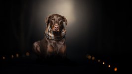 Desktop wallpaper. Dogs. ID:100017