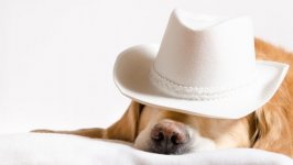 Desktop wallpaper. Dogs. ID:100020