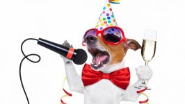 Desktop wallpaper. Dogs. ID:100028
