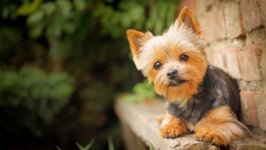 Desktop wallpaper. Dogs. ID:100049