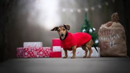 Desktop wallpaper. Dogs. ID:100052