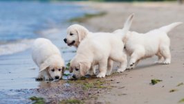 Desktop wallpaper. Dogs. ID:100121