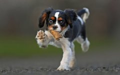 Desktop wallpaper. Dogs. ID:100155