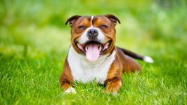 Desktop wallpaper. Dogs. ID:100177