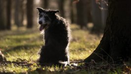 Desktop wallpaper. Dogs. ID:100303