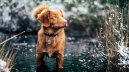 Desktop wallpaper. Dogs. ID:100304