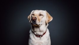 Desktop wallpaper. Dogs. ID:100347