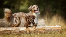 Desktop image. Dogs. ID:100372