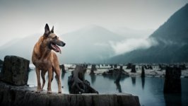 Desktop image. Dogs. ID:100454