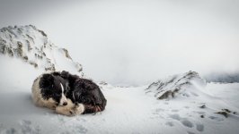 Desktop wallpaper. Dogs. ID:100476