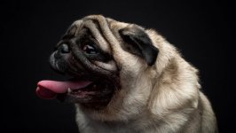 Desktop wallpaper. Dogs. ID:100687