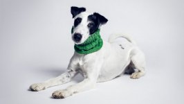 Desktop wallpaper. Dogs. ID:100778