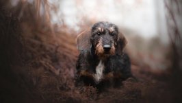 Desktop wallpaper. Dogs. ID:100876
