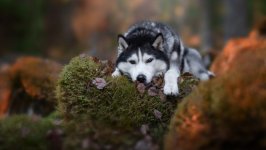 Desktop wallpaper. Dogs. ID:100968