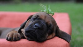 Desktop wallpaper. Dogs. ID:101444