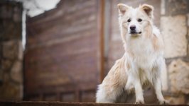 Desktop wallpaper. Dogs. ID:101327