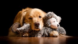 Desktop wallpaper. Dogs. ID:101422