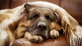 Desktop wallpaper. Dogs. ID:101435