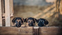 Desktop wallpaper. Dogs. ID:101518