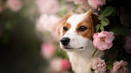 Desktop wallpaper. Dogs. ID:101654